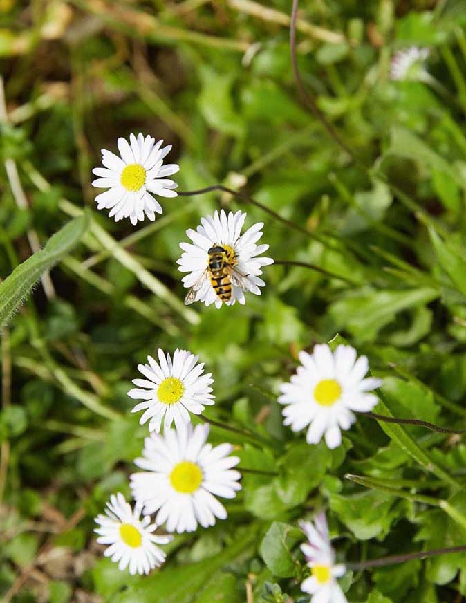 Weiße Blütenköpfchen mit gelber Mitte im Gras, auf einem sitzt ein gelb-schwarz gestreiftes Insekt