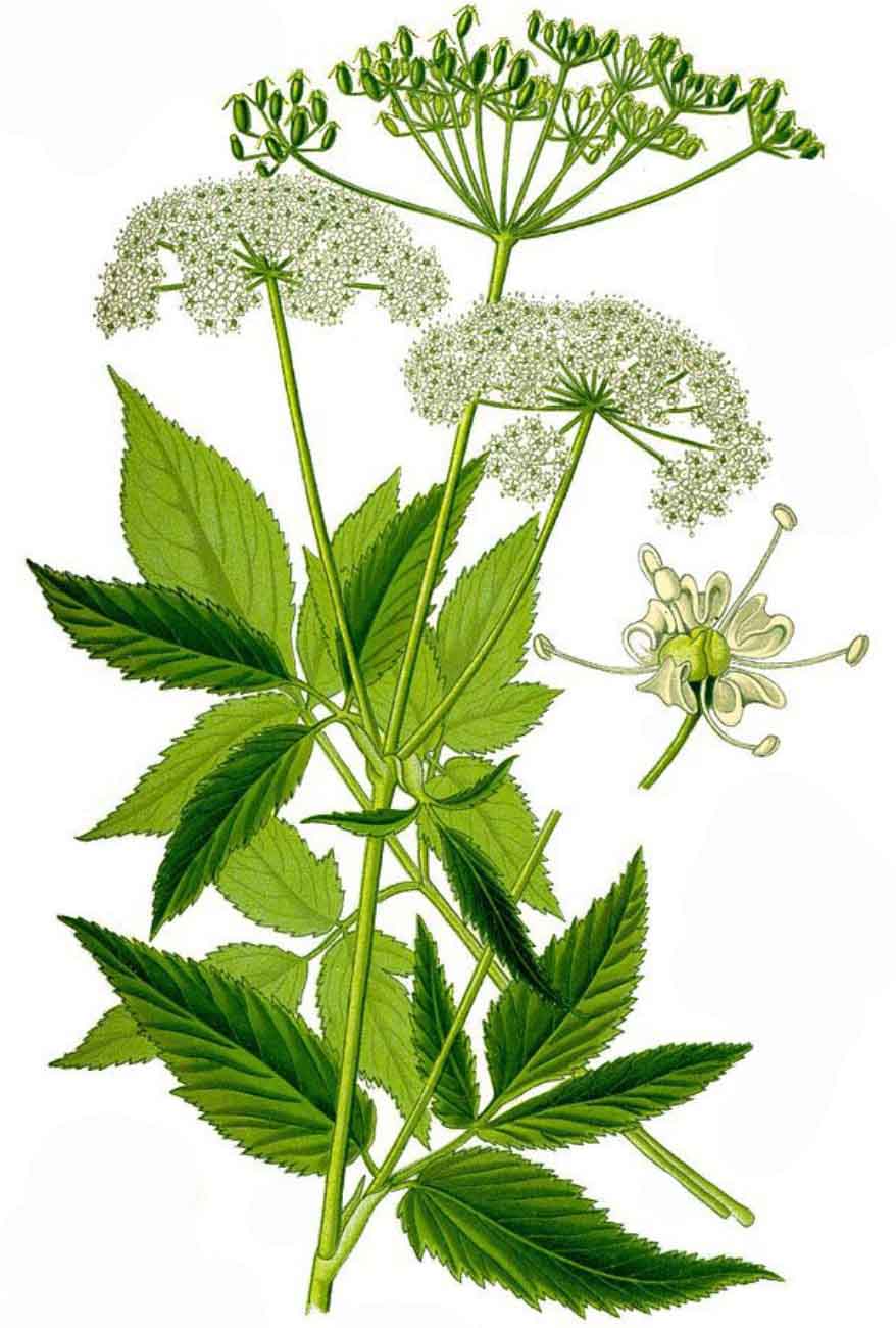 Botanische Zeichnung einer Pflanze mit weißen Doldenblüten, gezähnten Blättern und einer Einzelblüte