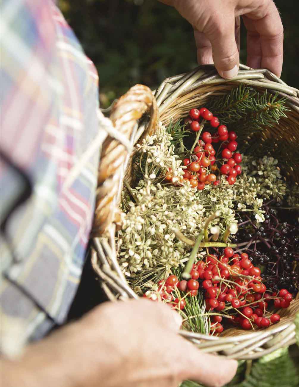 Korb mit roten und schwarzen Beeren, getrockneten Blütendolden und Nadelzweigen, von Händen gehalten