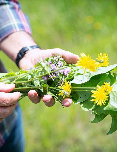 Hand hält einen Strauß Wildkräuter mit gelben und violetten Blüten und breiten grünen Blättern