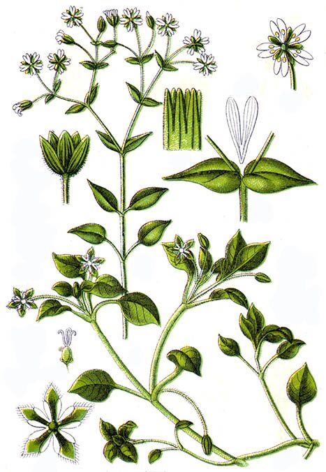 Botanische Zeichnung einer kriechenden Pflanze mit ovalen Blättern und kleinen weißen Sternblüten