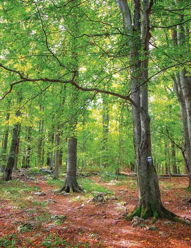 Lichter Laubwald mit hohen, glatten grauen Stämmen und rotbraunem Falllaub am Boden