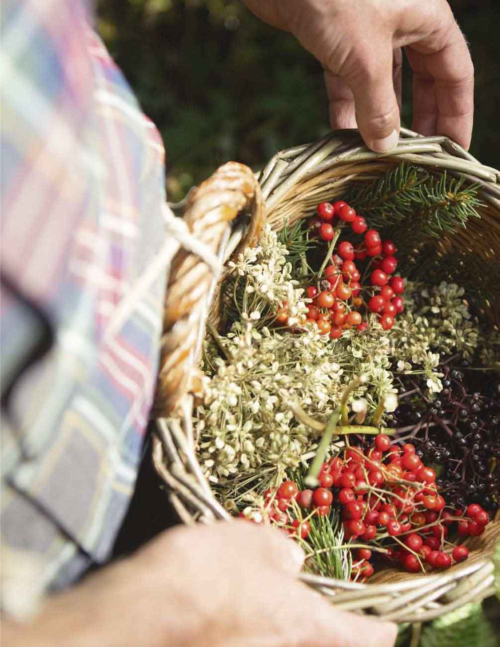 Korb mit roten und schwarzen Beeren, getrockneten Blütendolden und Nadelzweigen, von Händen gehalten