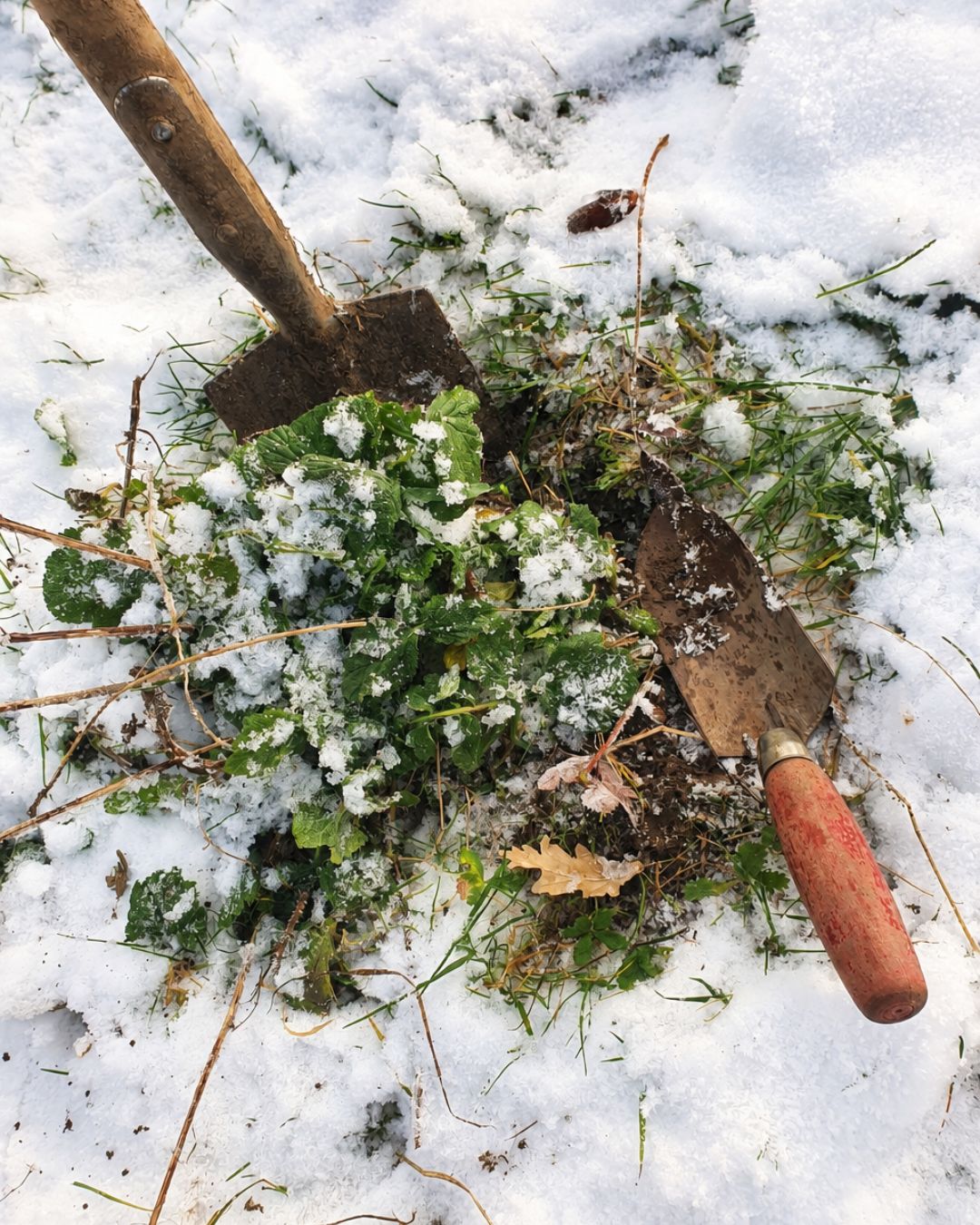 Eine Nelkenwurz-Rosette im Schnee, daneben ein Spaten und eine Pflanzkelle