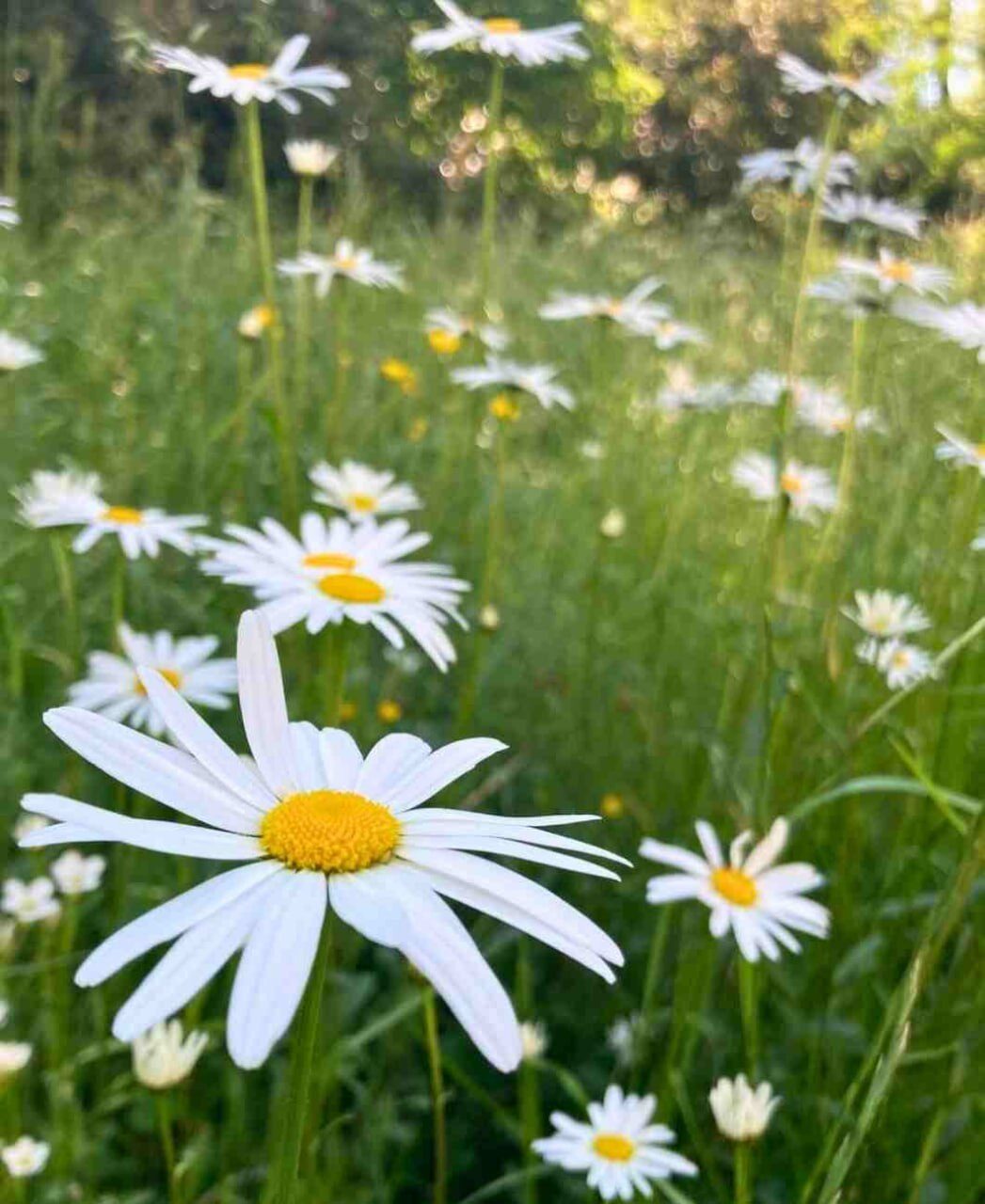 Weiße Korbblüten mit gelber Mitte auf einer sonnigen Wiese