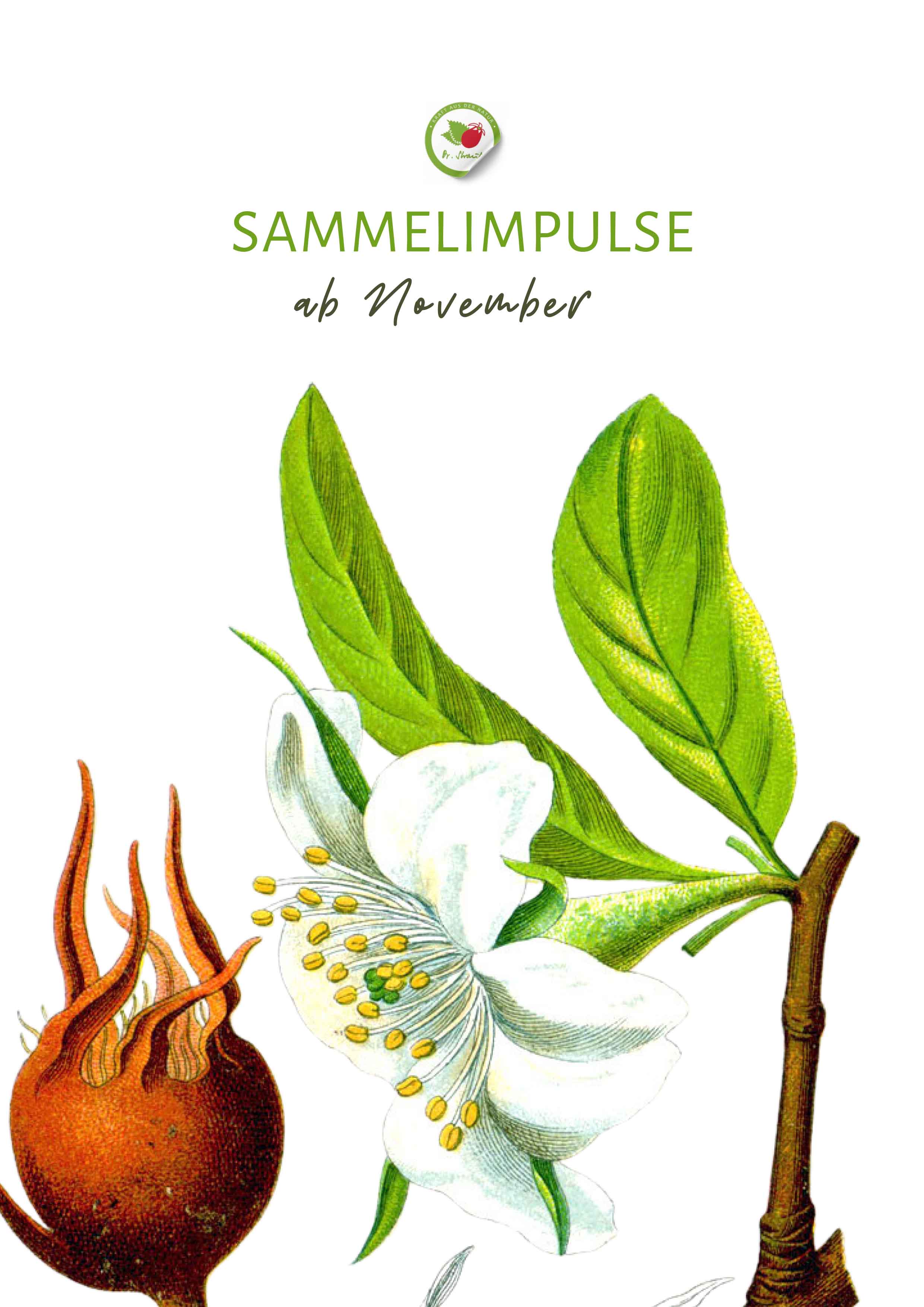 Botanische Zeichnung einer Mispel mit Frucht, weißer Blüte und Blättern, dazu „Sammelimpulse ab November“